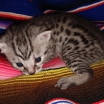 Ralphie, Mau, silver , male , dob 2-14-19