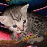 Ralphie, Mau, silver , male , dob 2-14-19