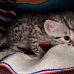 Ralphie, Mau, silver , male , dob 2-14-19