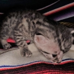 Ralphie, Mau, silver , male , dob 2-14-19