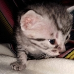 Ralphie, Mau, silver , male , dob 2-14-19