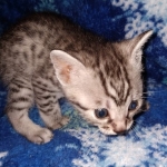 Ralphie, Mau, silver , male , dob 2-14-19