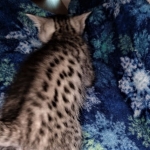 Ralphie, Mau, silver , male , dob 2-14-19