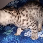 Ralphie, Mau, silver , male , dob 2-14-19