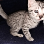 Ralphie, Mau, silver , male , dob 2-14-19