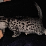 Ralphie, Mau, silver , male , dob 2-14-19