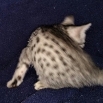 Ralphie, Mau, silver , male , dob 2-14-19