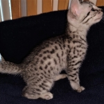 Ralphie, Mau, silver , male , dob 2-14-19