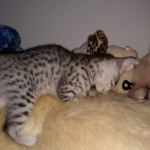 Ralphie, Mau, silver , male , dob 2-14-19