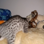 Ralphie, Mau, silver , male , dob 2-14-19