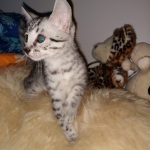 Ralphie, Mau, silver , male , dob 2-14-19