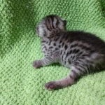 Mau, silver , male , dob 2-14-19