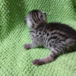 Mau, silver , male , dob 2-14-19