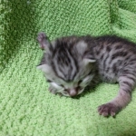 Mau, silver , male , dob 2-14-19