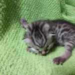 Mau, silver , male , dob 2-14-19