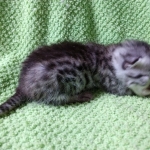 Mau, silver , male , dob 2-14-19