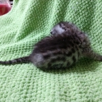 Mau, silver , male , dob 2-14-19