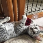 Ralphie, Mau, silver , male , dob 2-14-19