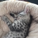 Ralphie, Mau, silver , male , dob 2-14-19