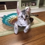 Ralphie, Mau, silver , male , dob 2-14-19