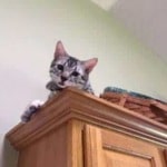 Ralphie, Mau, silver , male , dob 2-14-19