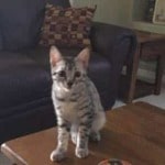 Ralphie, Mau, silver , male , dob 2-14-19