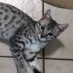 Ralphie, Mau, silver , male , dob 2-14-19