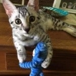 Ralphie, Mau, silver , male , dob 2-14-19