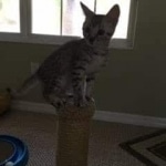 Ralphie, Mau, silver , male , dob 2-14-19