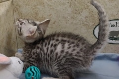 Egyptian Mau Silver Male #3 DOB 10-28-23