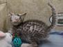 Egyptian Mau Silver Male #3 DOB 10-28-23