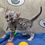 Mau silver Male DOB 10-28-23