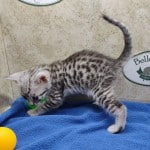 Mau silver Male DOB 10-28-23