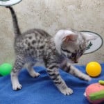 Mau silver Male DOB 10-28-23