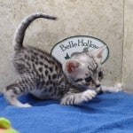 Mau silver Male DOB 10-28-23