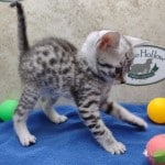 Mau silver Male DOB 10-28-23
