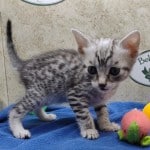 Mau silver Male DOB 10-28-23