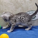 Mau silver Male DOB 10-28-23