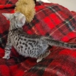 Mau silver Male DOB 10-28-23