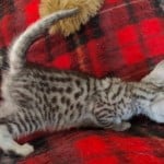 Mau silver Male DOB 10-28-23