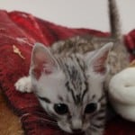 Mau silver Male DOB 10-28-23