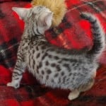 Mau silver Male DOB 10-28-23