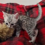 Mau silver Male DOB 10-28-23