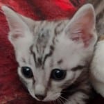 Mau silver Male DOB 10-28-23