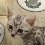 Mau silver Male DOB 10-28-23