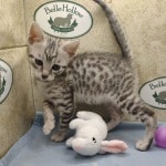 Mau silver Male DOB 10-28-23