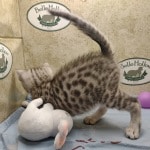 Mau silver Male DOB 10-28-23