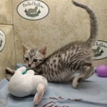 Mau silver Male DOB 10-28-23