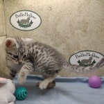 Mau silver Male DOB 10-28-23