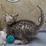 Mau silver Male DOB 10-28-23